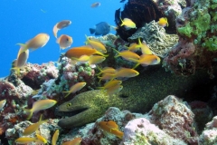 Tauchen auf Gili Trawangan