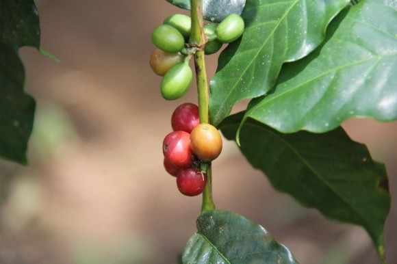 unreife und reife Kaffeebohnen