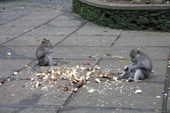 Affen beim Essen
