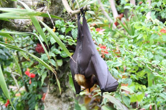 Fledermaus im Restaurantgarten